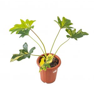 Thaumatophyllum Java Beauty