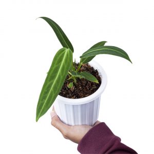 Anthurium Warocqueanum