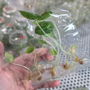 Alocasia black velvet - Tissue culture