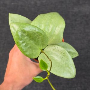 Hoya glabra 'gin' (silver)