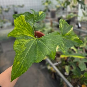 Anthurium pterodactyl variegated (mature size) - AM17-09