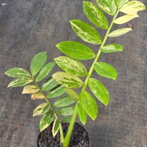 Zamioculcas zamiifolia albo variegated