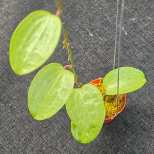 Hoya latifolia 'Filea'
