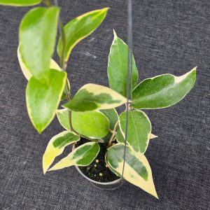 Hoya panglayensis 'Albomarginata'