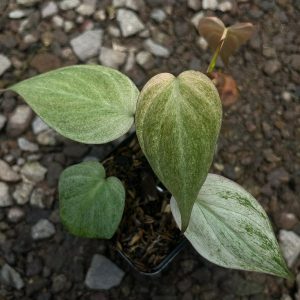 Philodendron micans pink mint