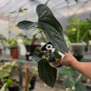 Anthurium fortsherman x luxurian - AM27-09
