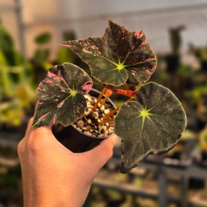 Begonia black fang pink variegated