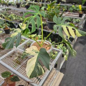Monstera jungle mint noid (mature size) - AM03-09