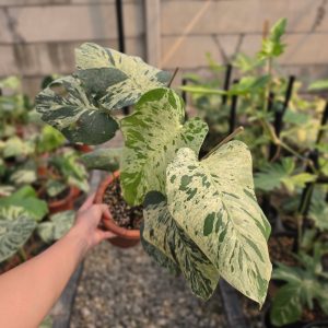 Monstera bulbasaur - Mature Size
