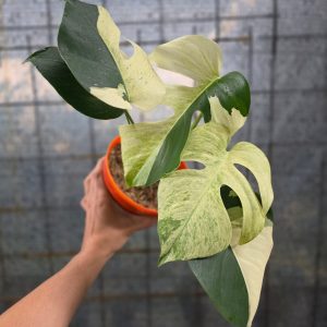 Monstera mint variegated