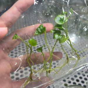 Anthurium papillilaminum red devil - Tissue culture