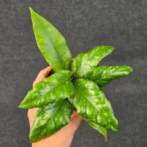 Hoya sp aceh opop splash