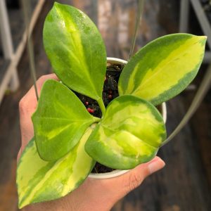 Hoya subquintuplinervis ‘Inner Variegated’
