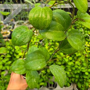Hoya latifolia 'Sarawak Cream'