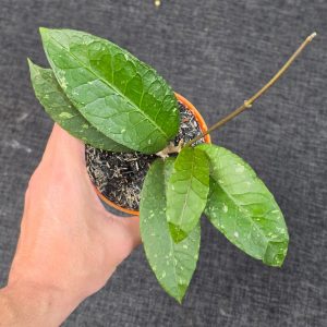 Hoya sp. 'Aceh Ceratops'