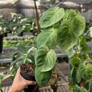 RP Syngonium Frosted heart - AM06-08