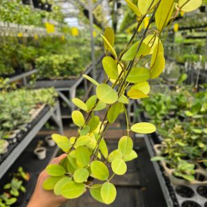 Hoya elliptica Kalimantan Barat