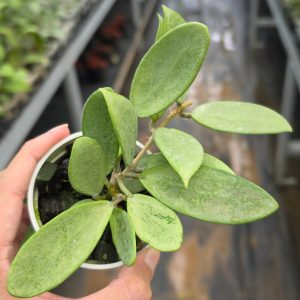 Hoya ‘Silver Lady’