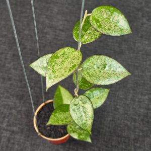 Hoya verticillata 'MA-07 High Splash'