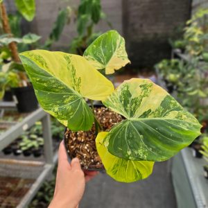 Philodendron gloriosum aurea variegated