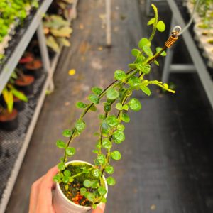 Hoya sp. Mamasa (Papua Hoya)