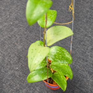 Hoya verticillata 'Purple Aurora'