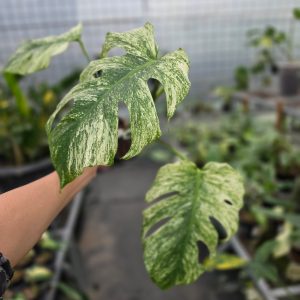 Monstera java sports - AM12-09