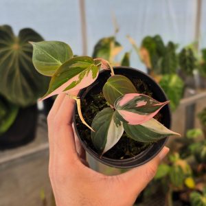 Philodendron micans true pink variegated