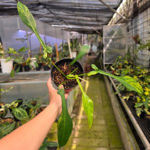 Philodendron joepii variegated