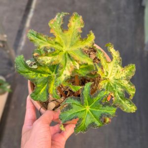 Begonia Rex Star Variegated