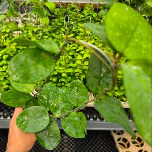 Hoya bonii 'Round Leaf'