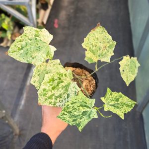 Dioscorea sp. 'Queen Marble'