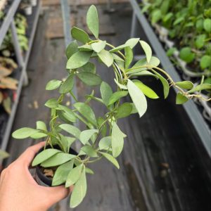 Hoya nummularioides ‘Silver’