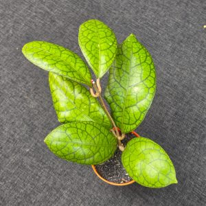 Hoya callistophylla × 'Tanggamus'