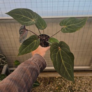 Anthurium angela black widow hybrid