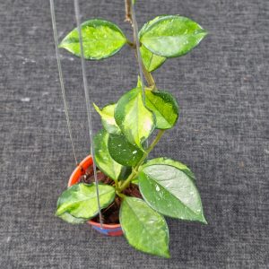 Hoya carnosa 'Freckles Variegated'