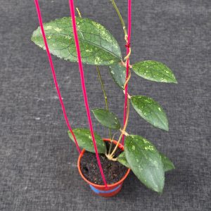 Hoya clemensiorum 'Turtle Black'